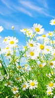 descargar wallpaper de Naturaleza